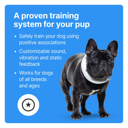 3 - Wireless GPS Dog Fence & Training Collar with Real-Time Tracking, Orchid, Small